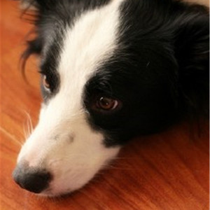 恃级BBBBBBBBB视频
